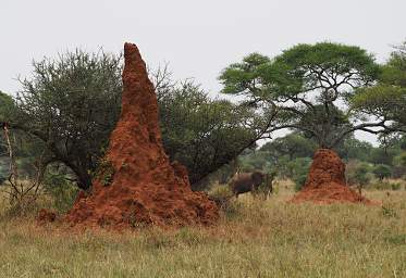 Tarangire NP Termite Mound