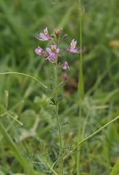 Tarangire NP Flower Lavender Yellow