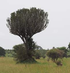 Candelabra Tree