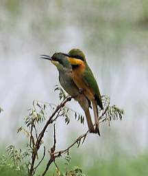 Tarangire NP Bird Little Bee Eater