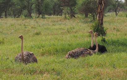 Tarangire NP Bird Ostrich