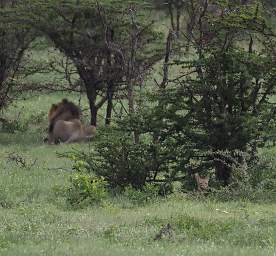 Tarangire NP Lion Black Backed Jackal