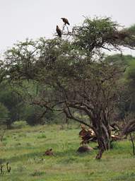 Tarangire NP Lioness Tawney Eagle