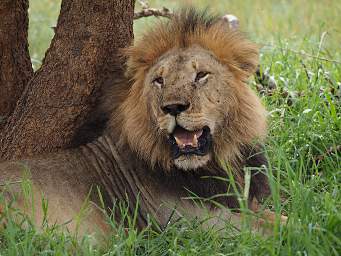 Tarangire NP Lion