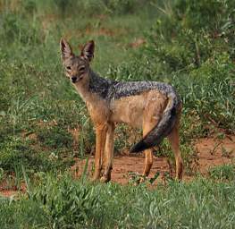 Black Backed Jackal