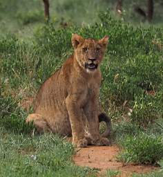 Tarangire NP Lion Kid