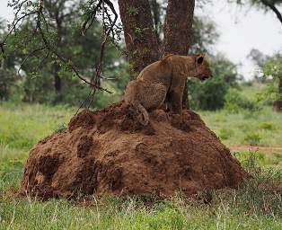 Tarangire NP Lioness Termite Mound