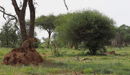 Tarangire NP Lions Termite Mound