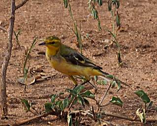 Tarangire NP Bird Xxx Yellow Throated Longclaw