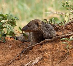 Tarangire NP Slender Mongoose