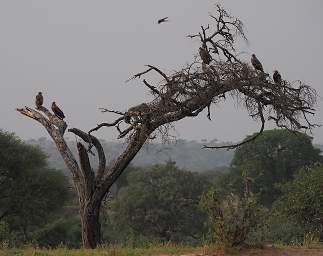 Tarangire NP Raptor Tree