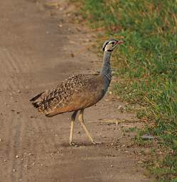 Tarangire NP Bird White Bellied Bustard