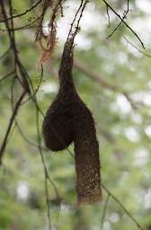 Tarangire NP Bird Weaver Nest