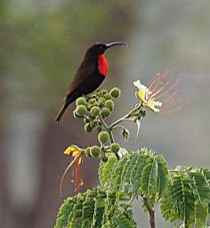 Tarangire NP Bird Scarlet Chested Sunbird