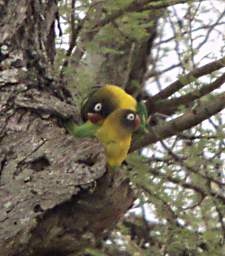  Yellow Collared Love Bird