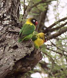  Yellow Collared Love Bird