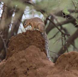  Unstripped Ground Squirrel