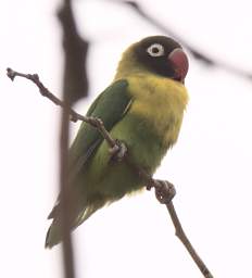  Yellow Collared Love Bird