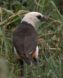 White Headed Buffalo Weaver