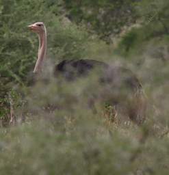  Common Ostrich