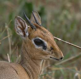  Kirks Dik Dik