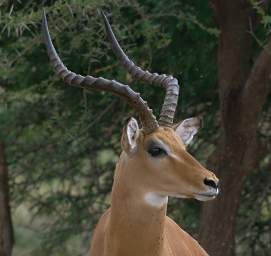  Impala