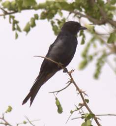  Fork Tailed Drongo