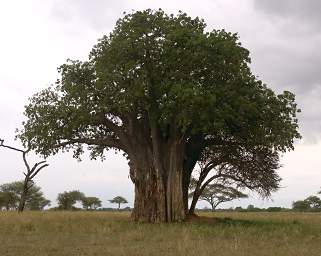  Tree Baobab