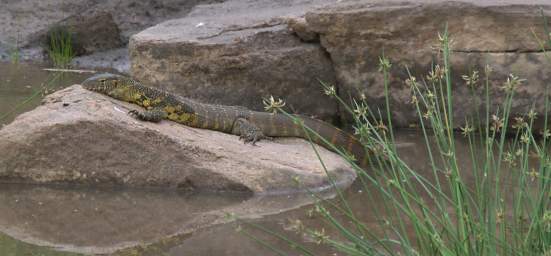  Nile Monitor Lizard