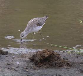 Marsh Sandpiper