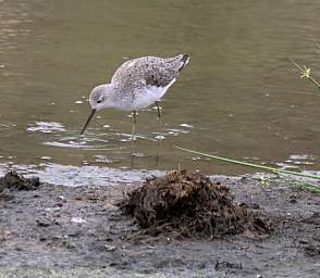  Marsh Sandpiper