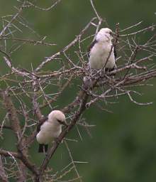  White Headed Buffalo Weaver