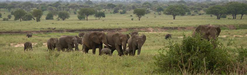 Tarangire National Park