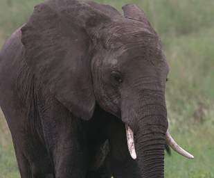  Elephant Youngster