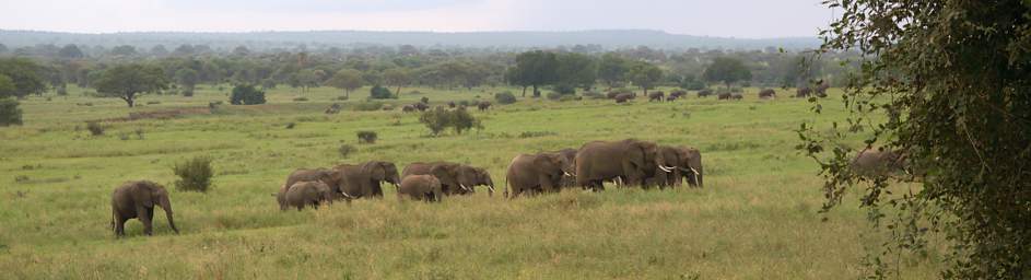  Elephants