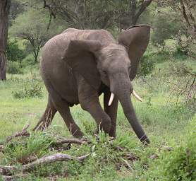  Elephant Angry