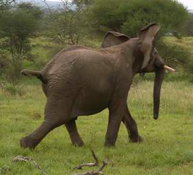  Elephant Angry