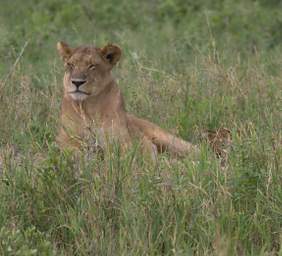  Lioness Cub