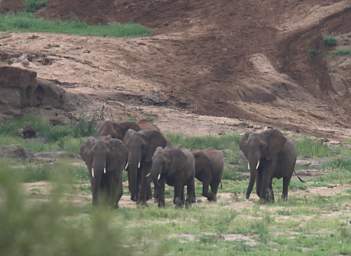  Elephants