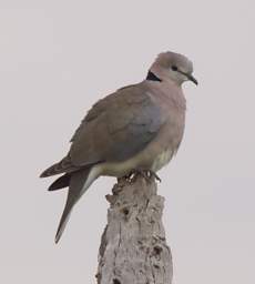  Ring Necked Dove