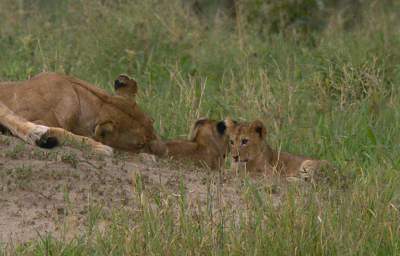  Lioness Cubs