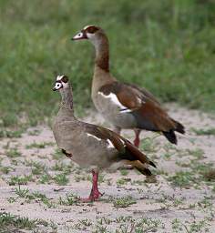  Egyptian Goose