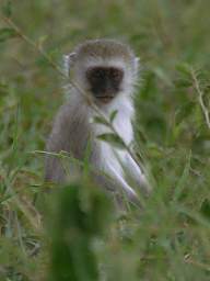  Black Faced Vervet Monkey