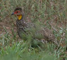  Yellow Necked Spurfowl