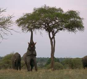  Elephants