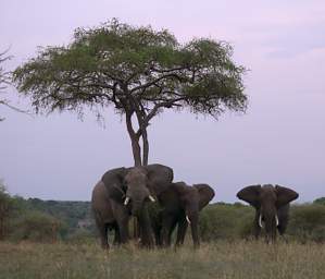  Elephants