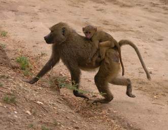  Olive Baboon WBaby