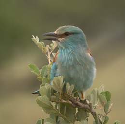  European Roller