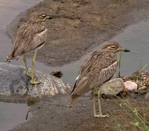  Water Thick Knee