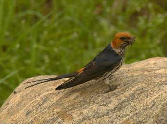  Lesser Striped Swallow